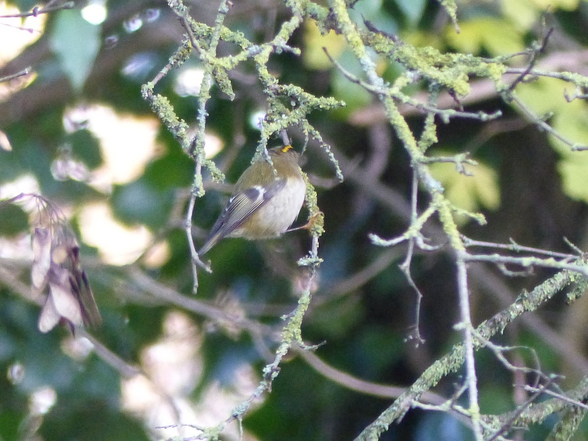 Goldcrest - ML646846438