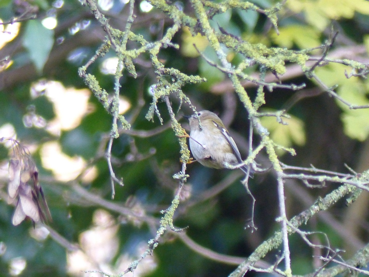 Goldcrest - ML646846439