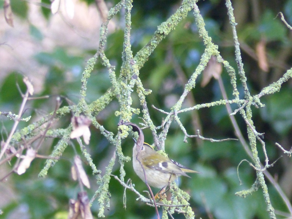 Goldcrest - ML646846440