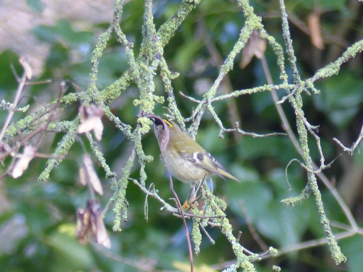 Goldcrest - ML646846441