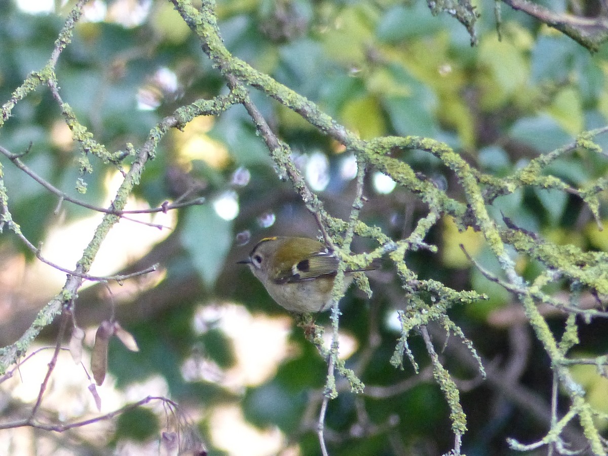 Goldcrest - ML646846442