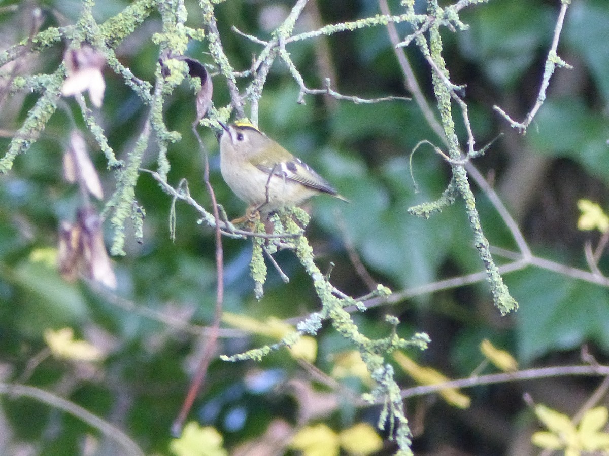 Goldcrest - ML646846443