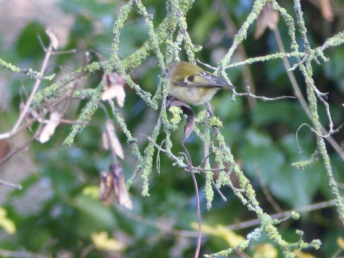 Goldcrest - ML646846444