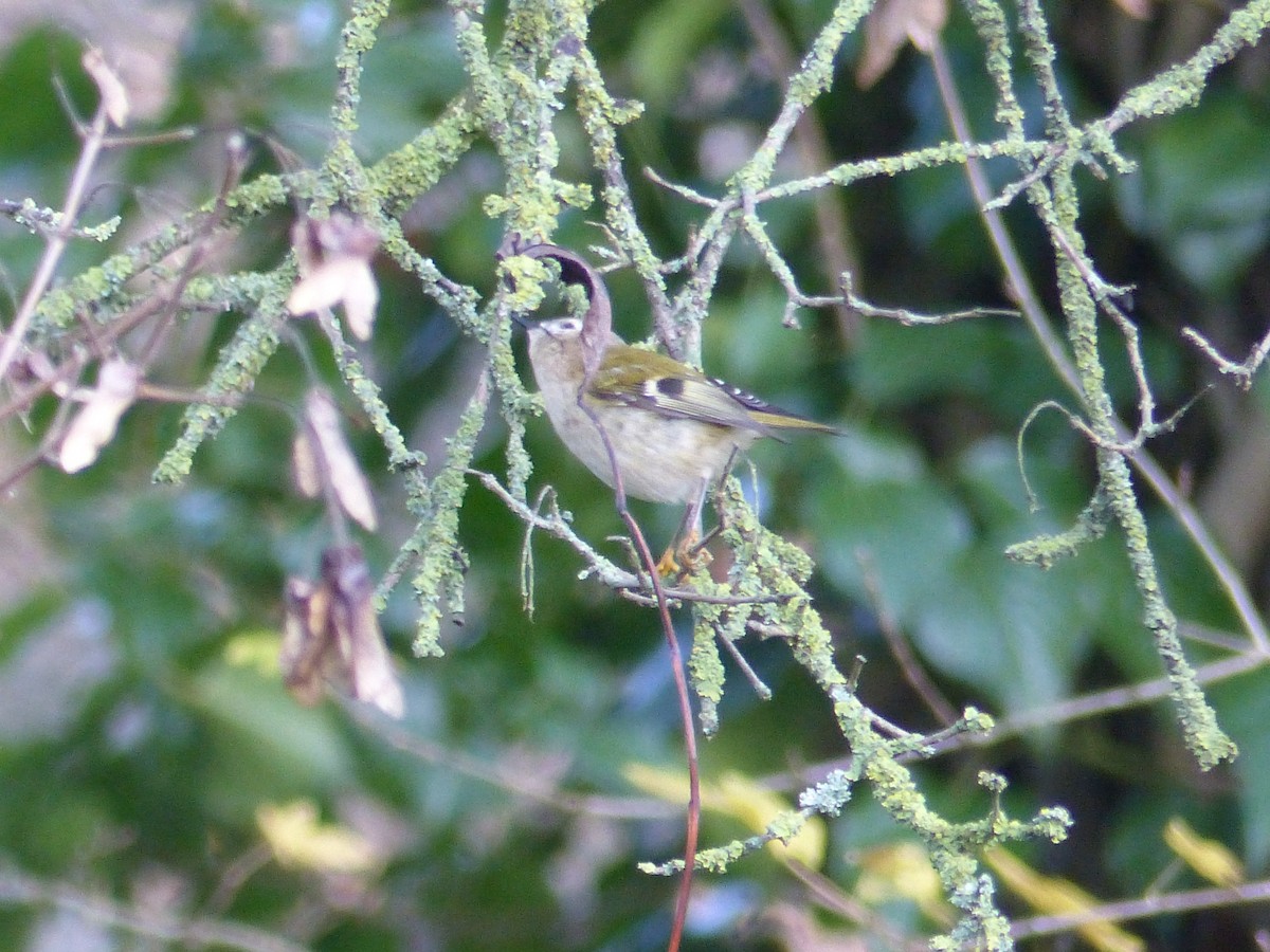 Goldcrest - ML646846445