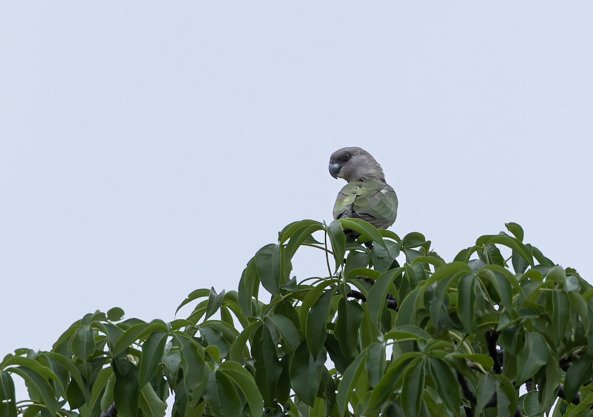 Brown-headed Parrot - ML646846450