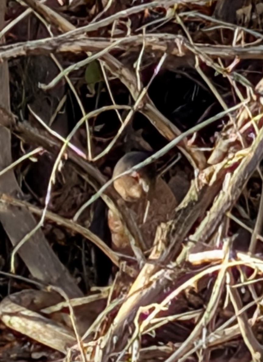 Sharp-shinned Hawk - ML646846453