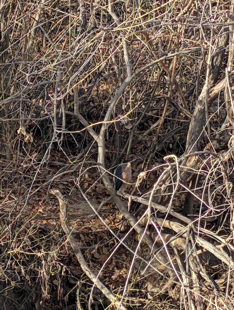 Sharp-shinned Hawk - ML646846456