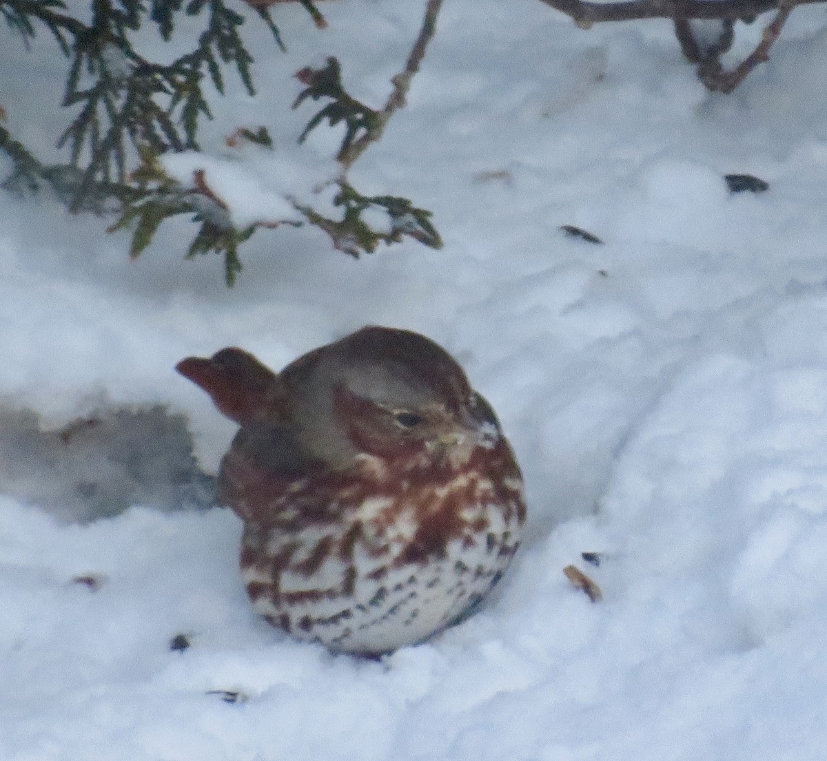 Fox Sparrow - ML646846468
