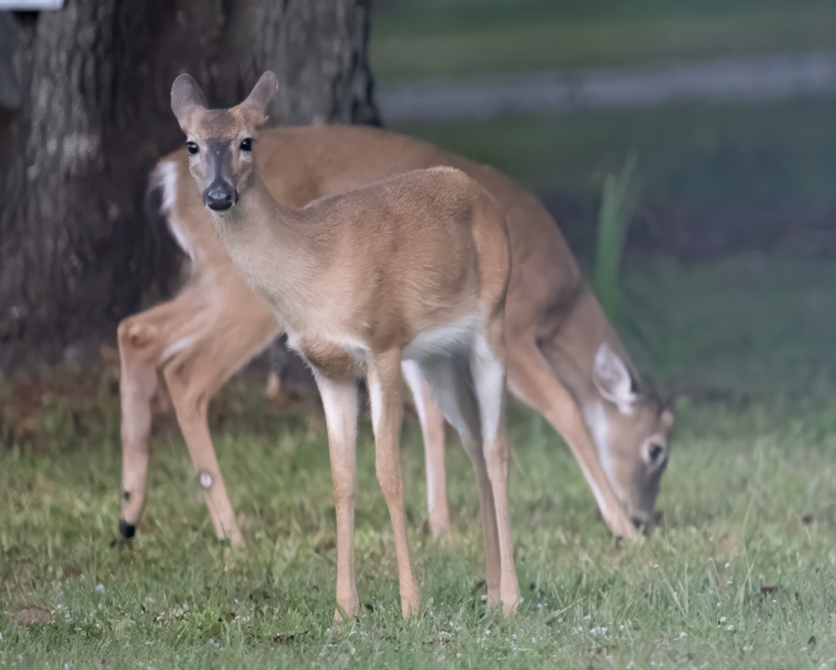 White-tailed Deer - ML646846469