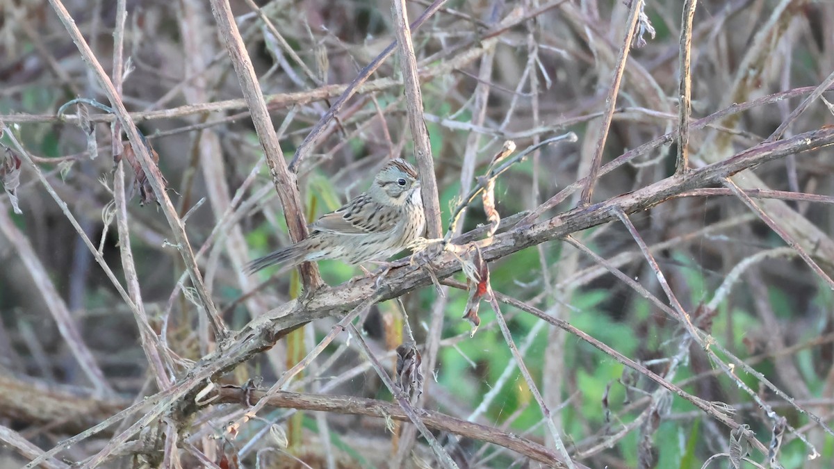 ヒメウタスズメ - ML646846471