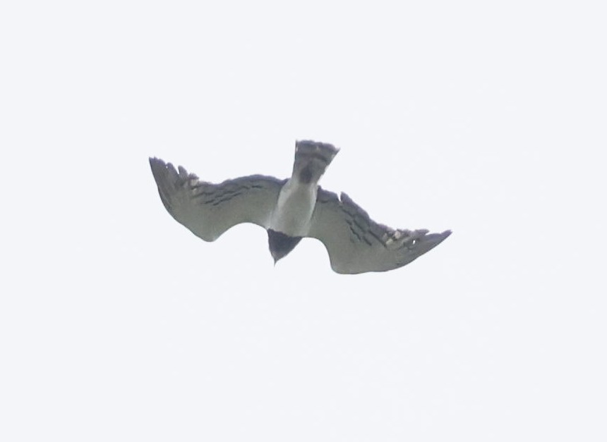 Black-chested Snake-Eagle - ML646846472