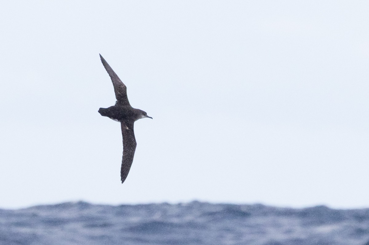 buřňák maorský - ML646846473