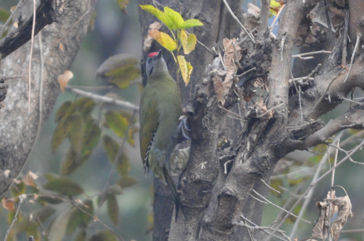 Pic cendré - ML646846474