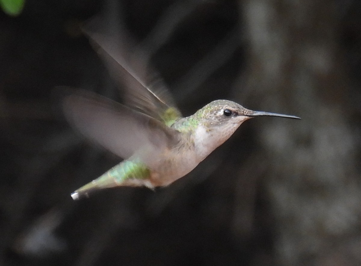 Колібрі рубіновогорлий - ML646846475