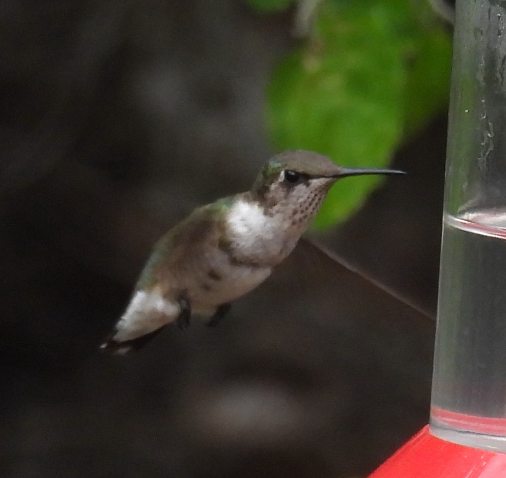 Колібрі рубіновогорлий - ML646846476