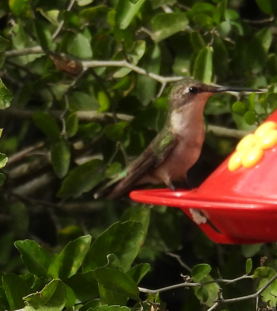 Колібрі рубіновогорлий - ML646846477