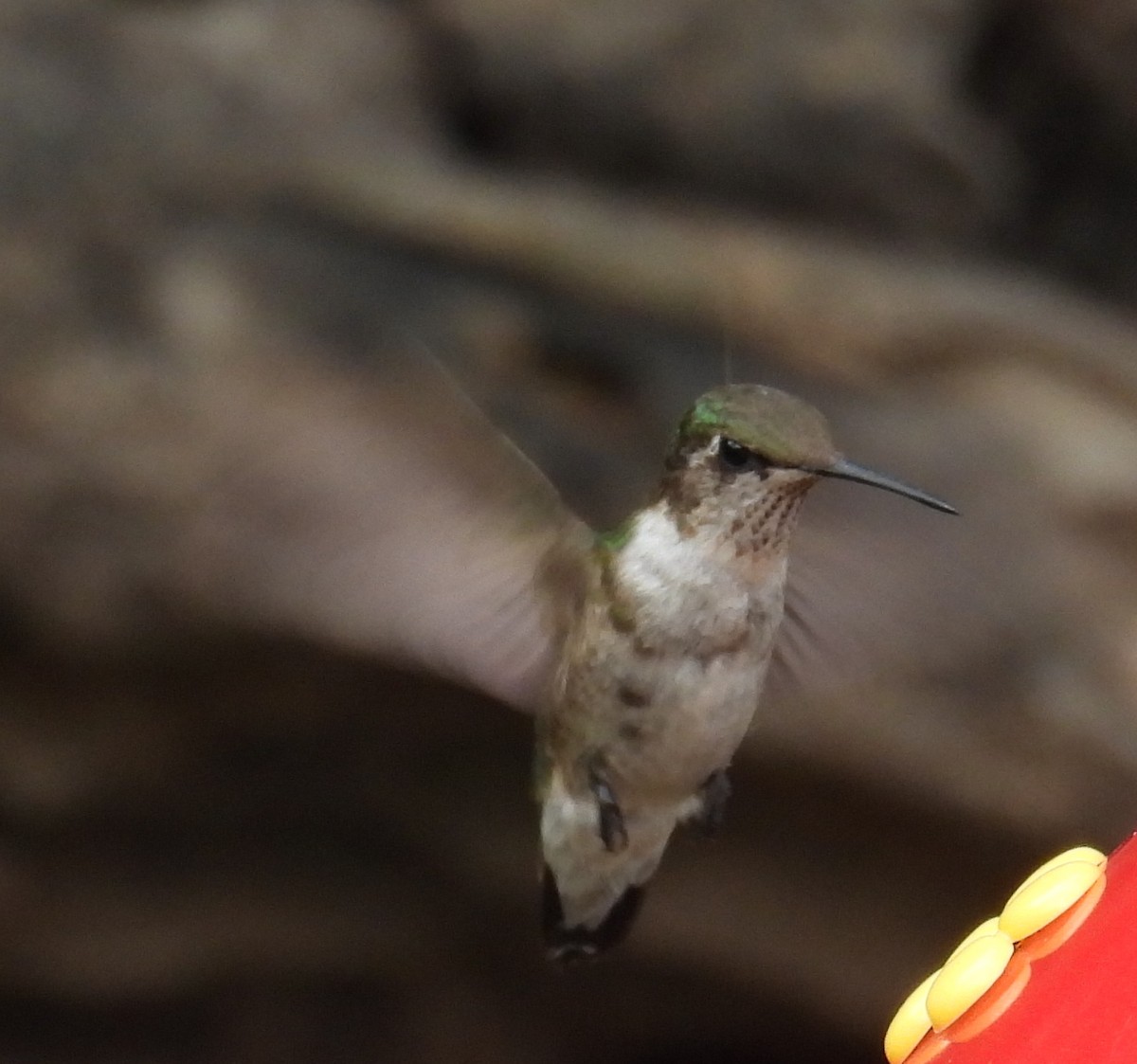 Колібрі рубіновогорлий - ML646846478