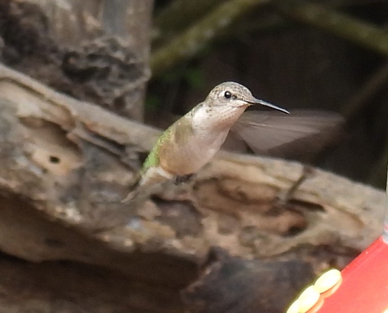 Колібрі рубіновогорлий - ML646846479