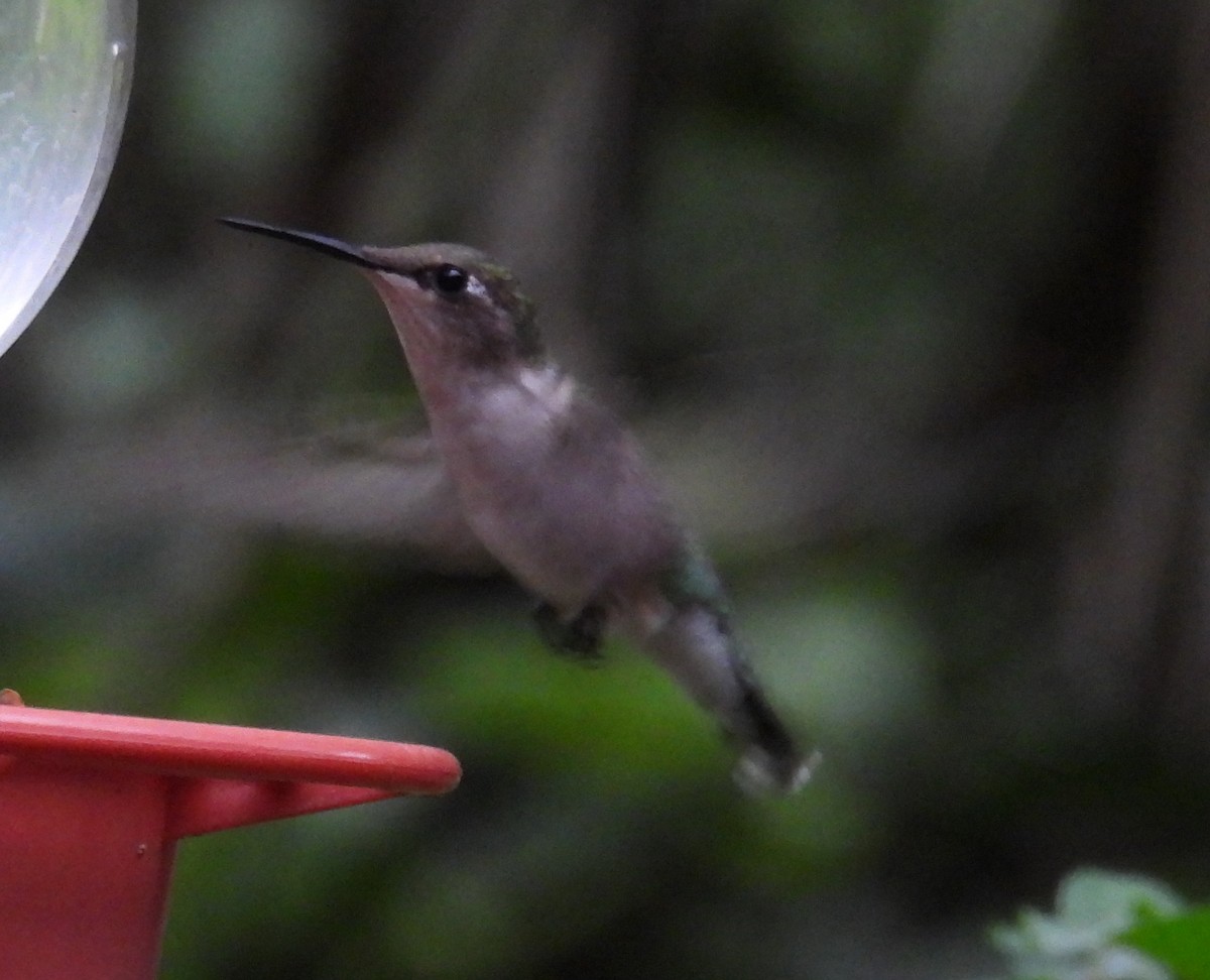 Колібрі рубіновогорлий - ML646846480