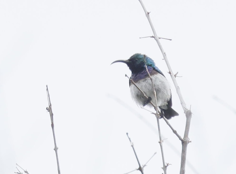 White-bellied Sunbird - ML646846481