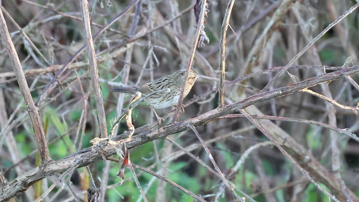 ヒメウタスズメ - ML646846482