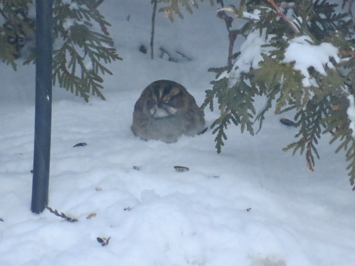 White-throated Sparrow - ML646846484