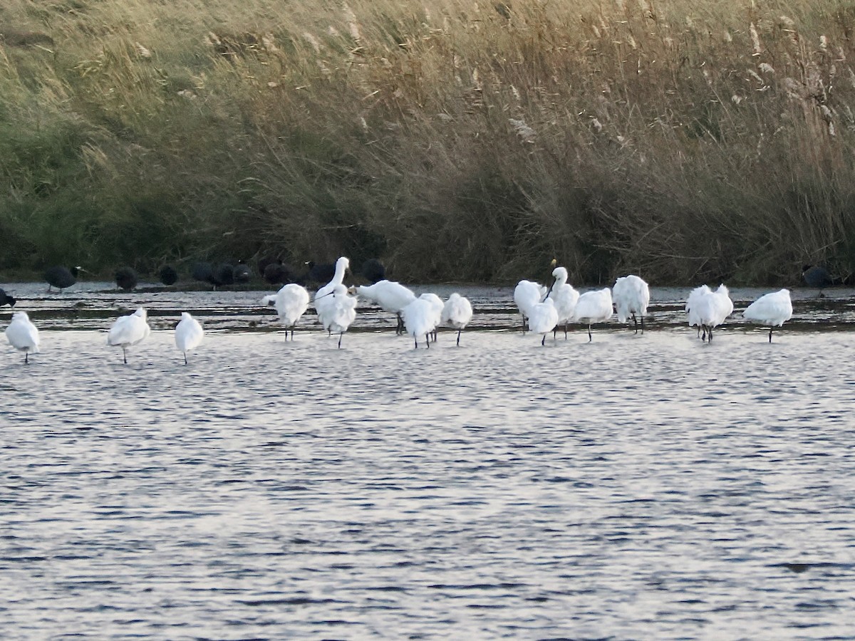 Eurasian Spoonbill - ML646846489