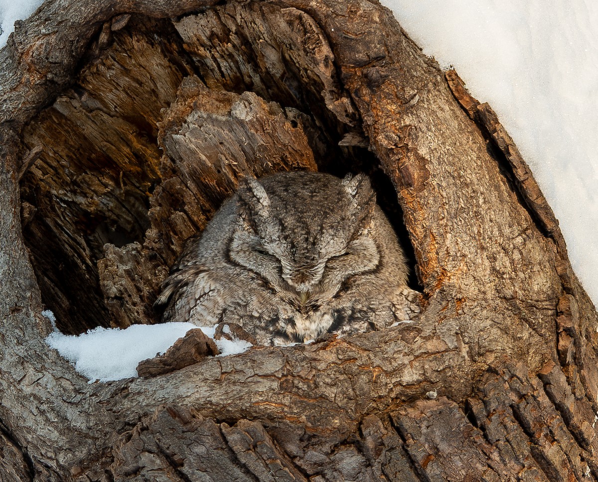 Petit-duc maculé - ML646846490