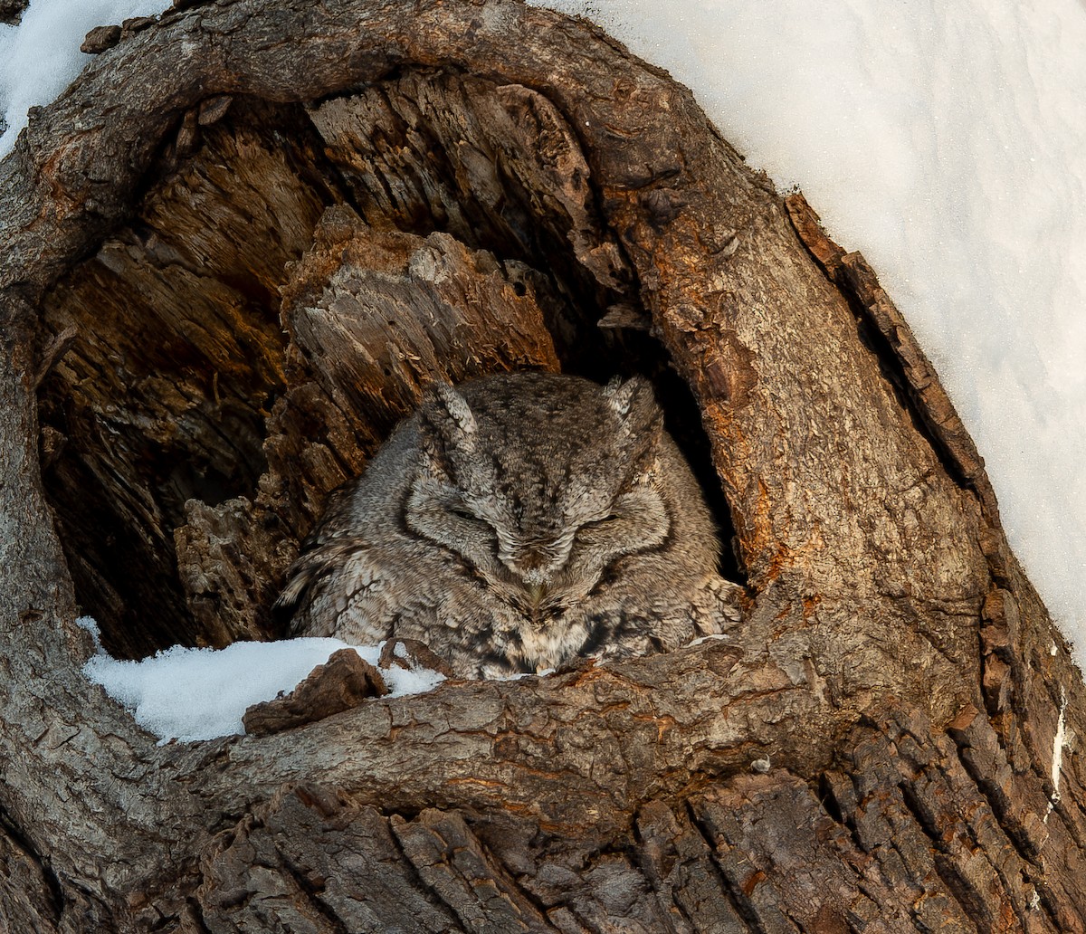 Petit-duc maculé - ML646846491