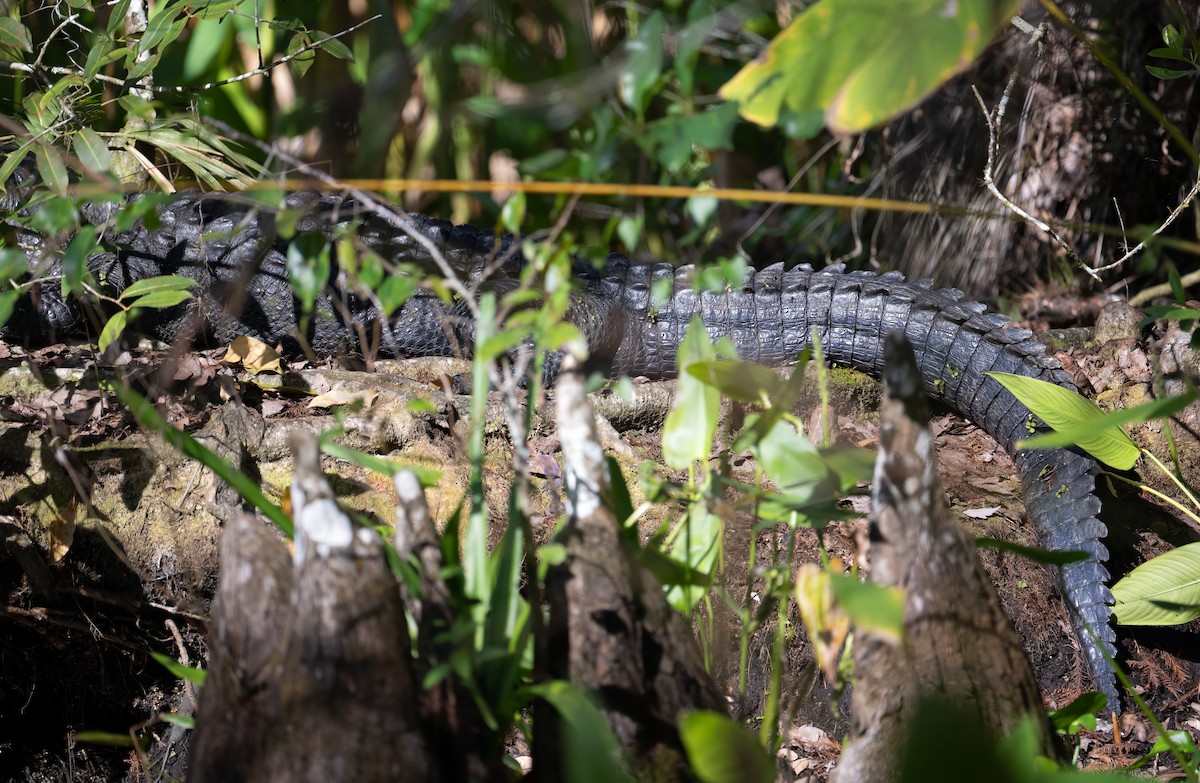 American Alligator - ML646846495