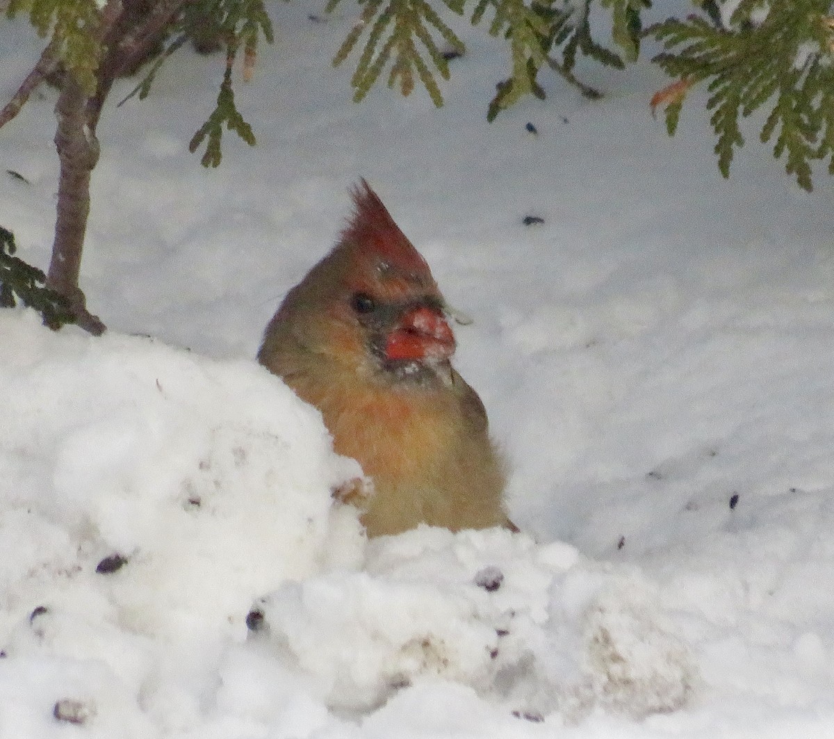 Northern Cardinal - ML646846496