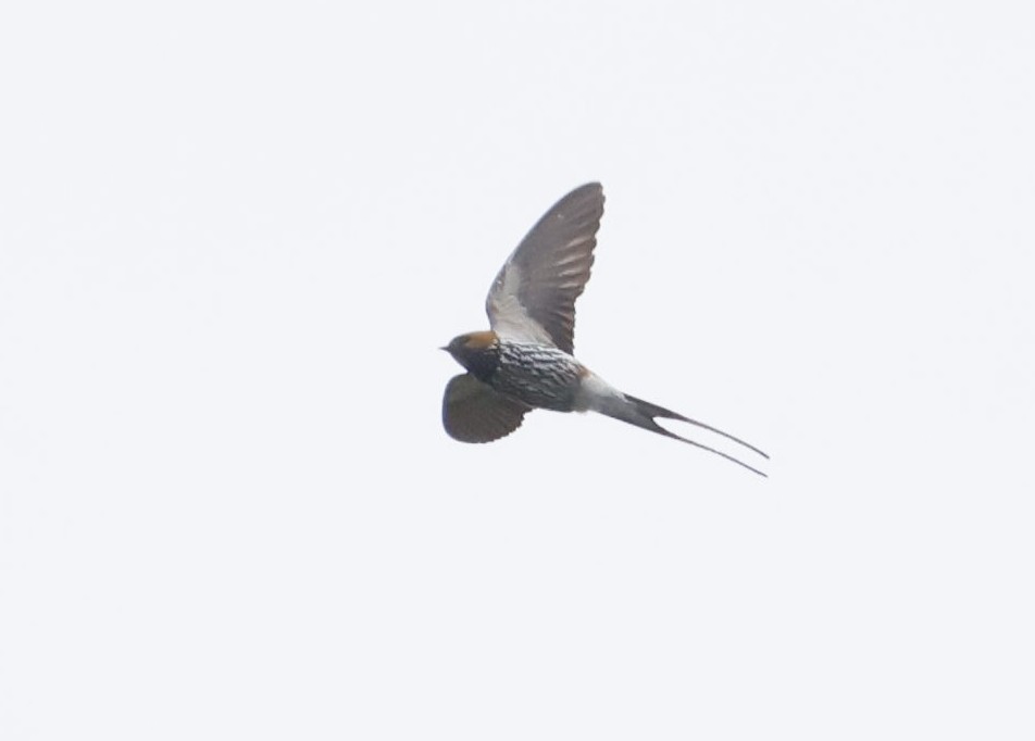 Lesser Striped Swallow - ML646846498