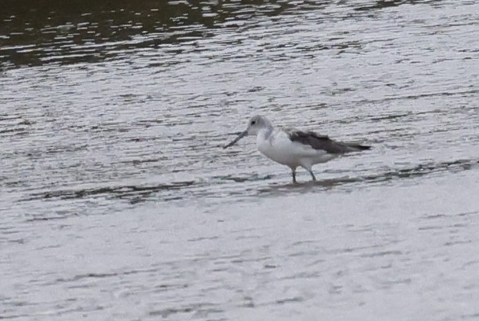 Common Greenshank - ML646846503