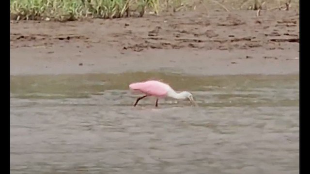 Roseate Spoonbill - ML646846504