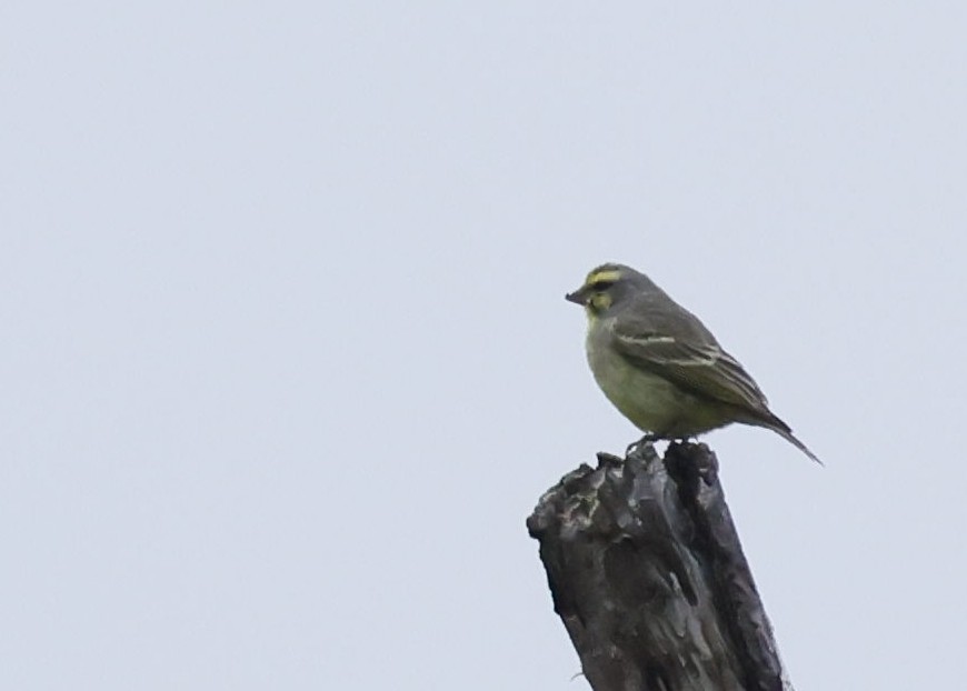 Yellow-fronted Canary - ML646846511