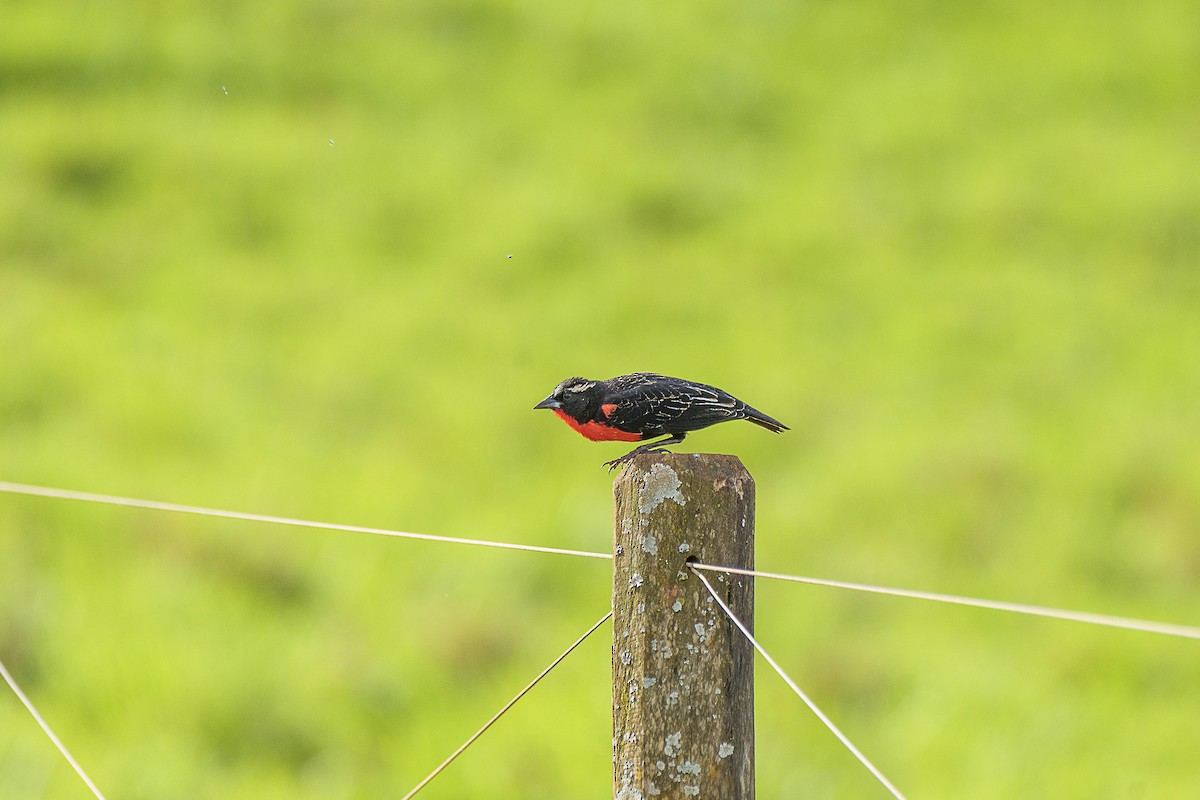 White-browed Meadowlark - ML646846512