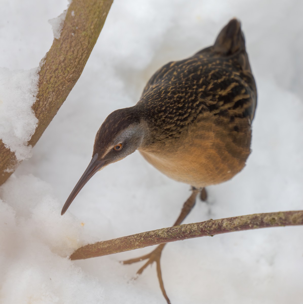 Virginia Rail - ML646846513