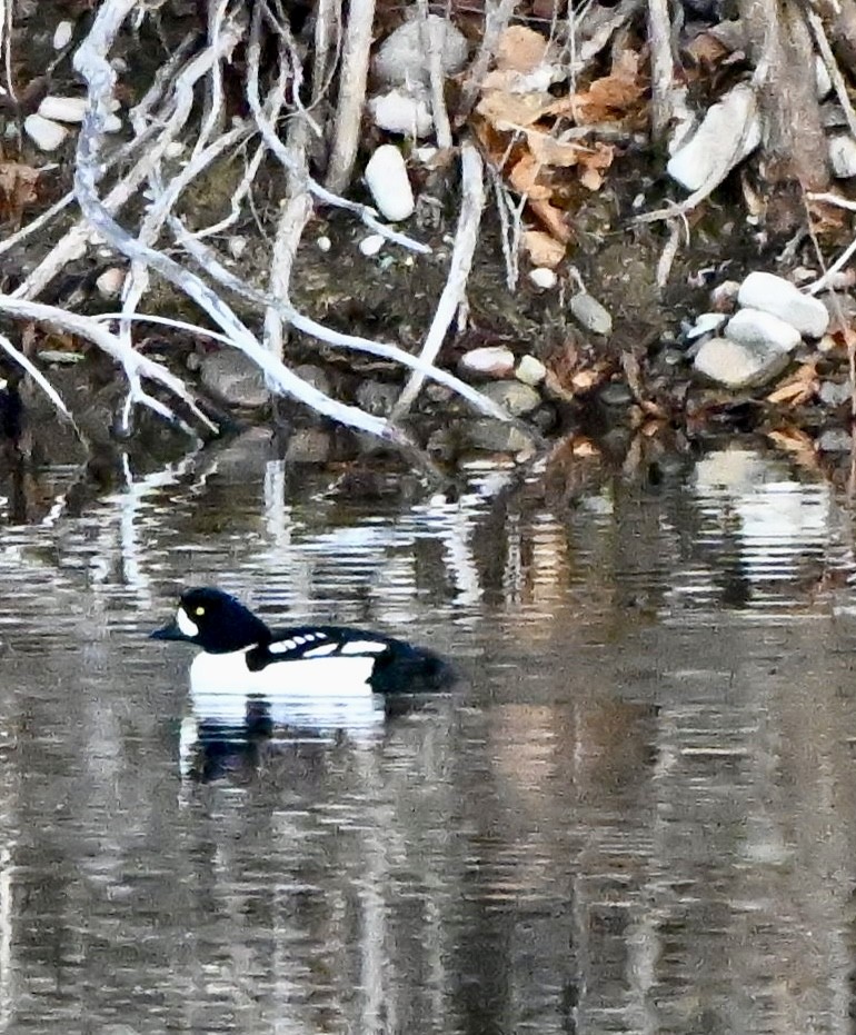 Barrow's Goldeneye - ML646846518