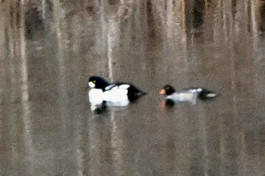 Barrow's Goldeneye - ML646846519
