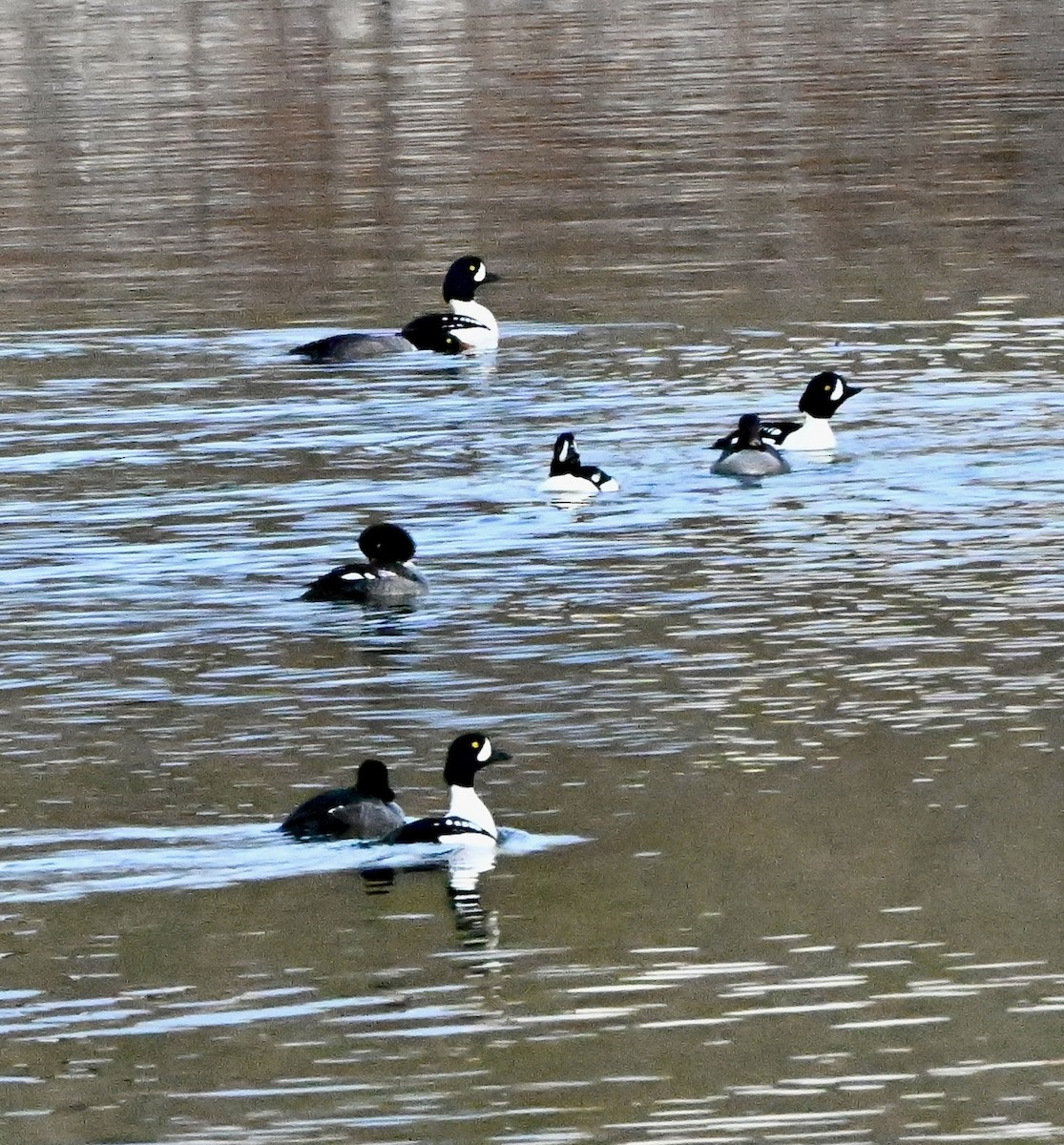 Barrow's Goldeneye - ML646846520
