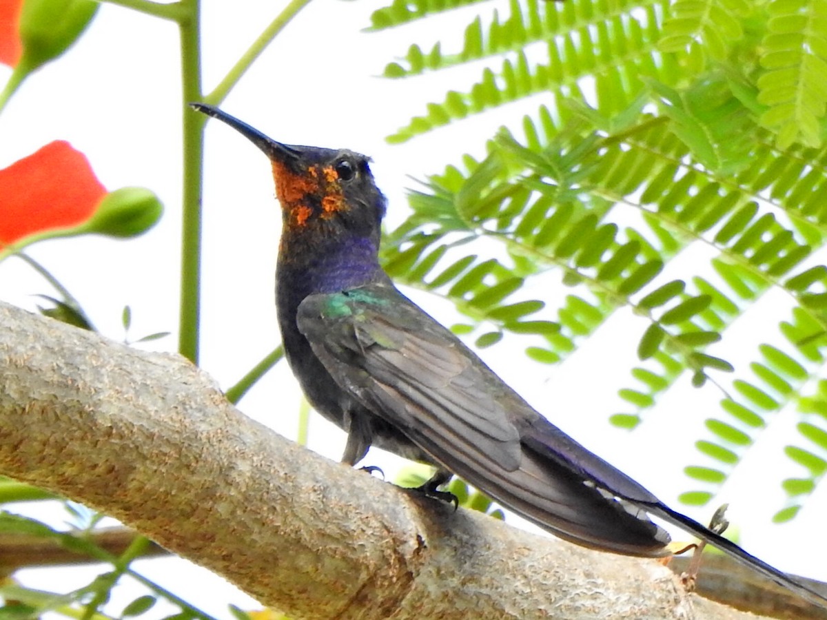 Swallow-tailed Hummingbird - ML646846521