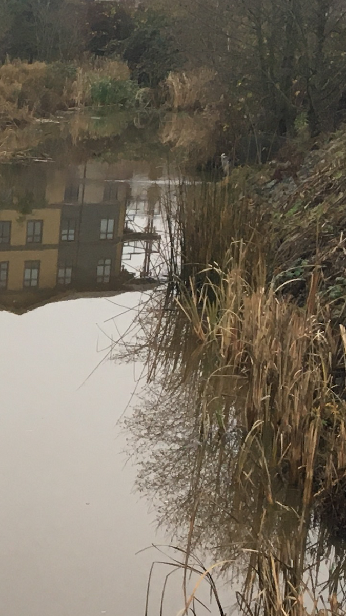 volavka velká - ML646846533