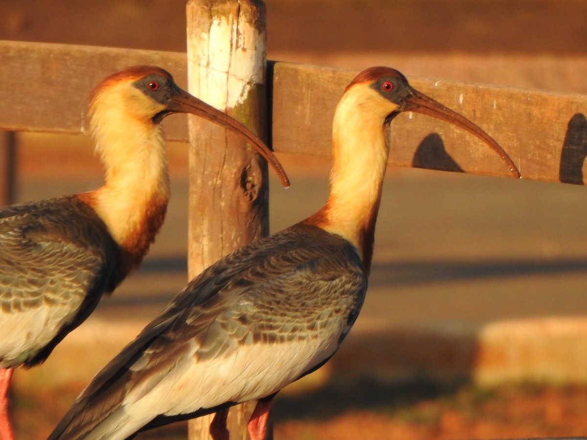 Buff-necked Ibis - ML646846538