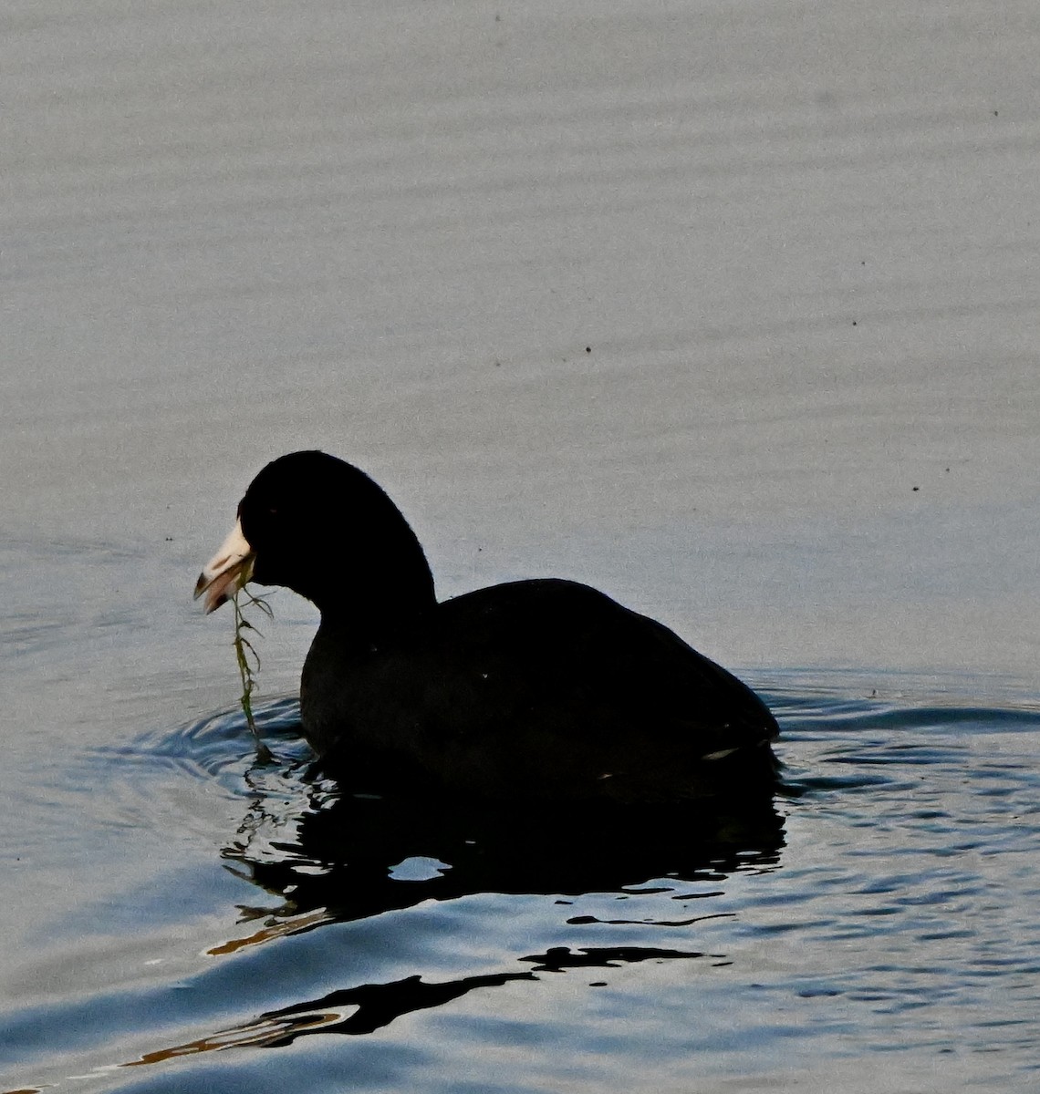 American Coot - ML646846539