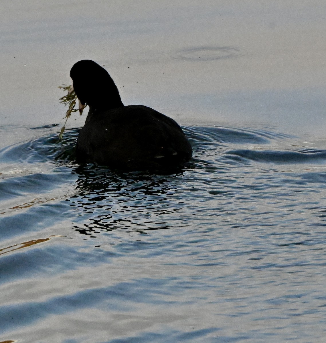 American Coot - ML646846540