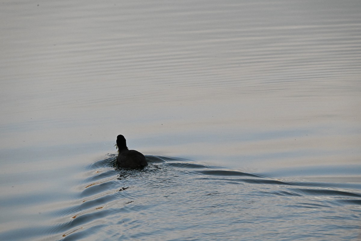 American Coot - ML646846541