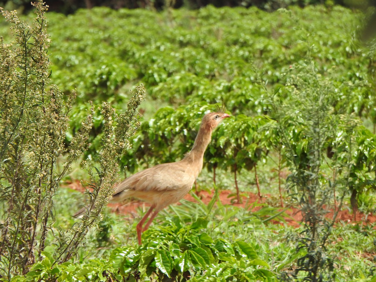 Red-legged Seriema - ML646846544