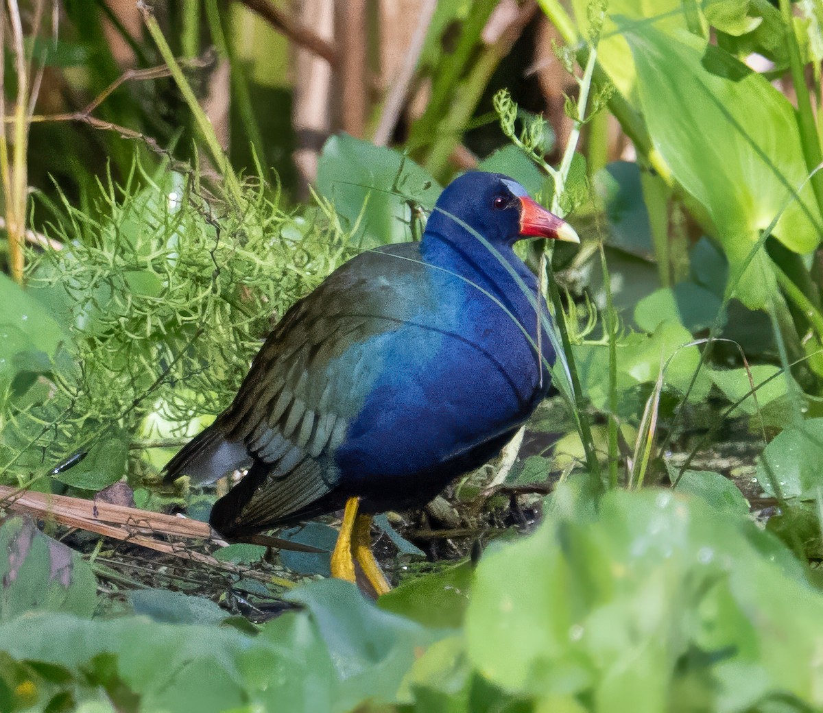 Sarı Bacaklı Sazhorozu - ML646846548