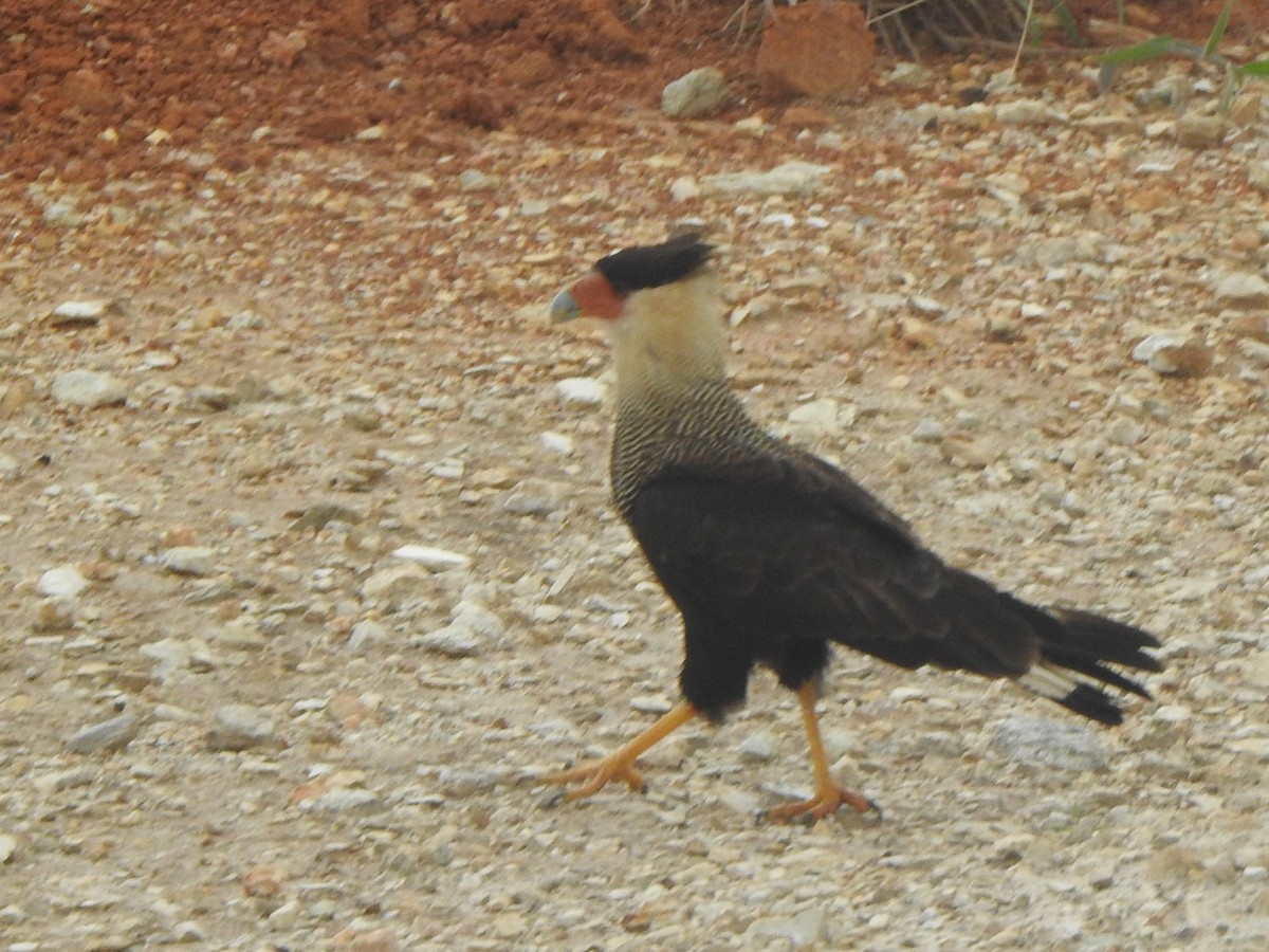 Crested Caracara - ML646846552