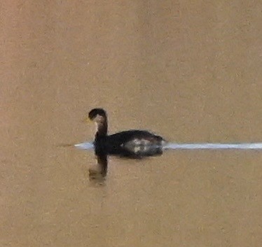 Пірникоза сірощока - ML646846553